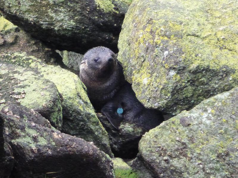 New Zealand fur seal